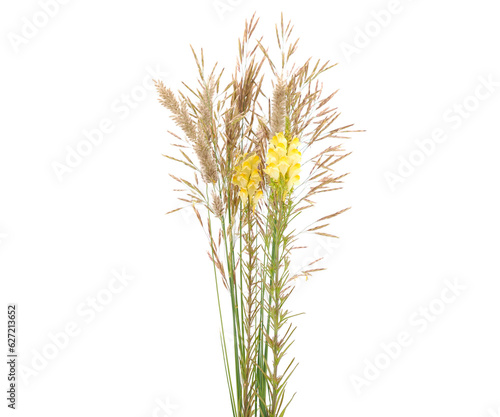 Grass spikes and yellow wild flowers of toadflax isolated on white