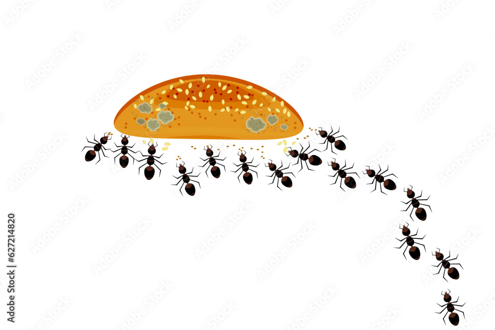 Ants gather around snack or bread. Ants colony and food isolated on white background