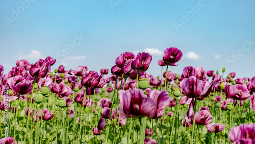 Poppy flower field on a sunny spring day with blue sky.