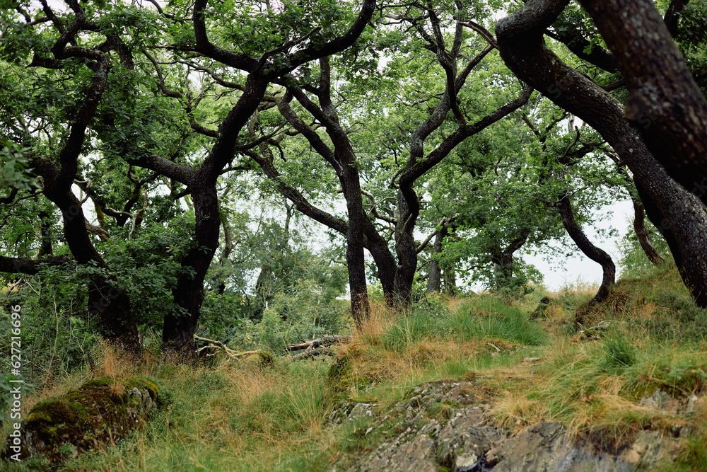 Winding Trees Winding Trees