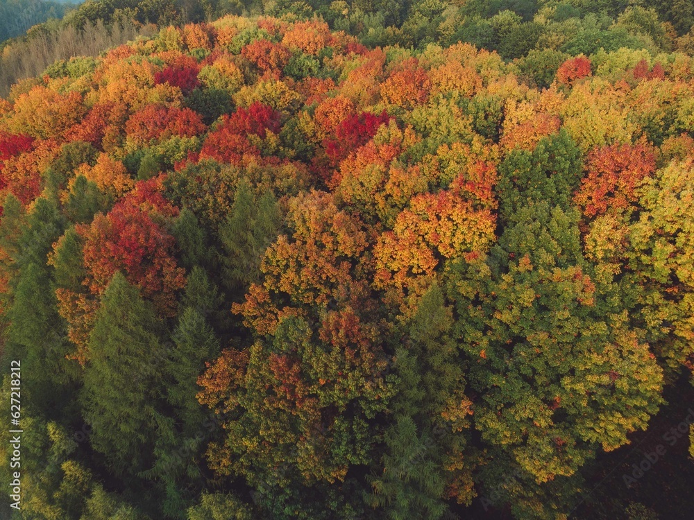 autumn trees autumn trees
