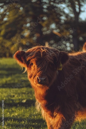 Highland cow in golden light