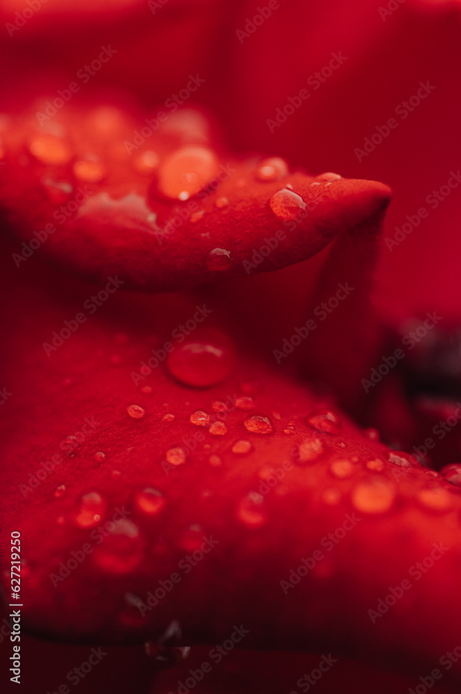 Dew drops on red rose petals, macro shot. Dew drops on red rose petals, macro shot.