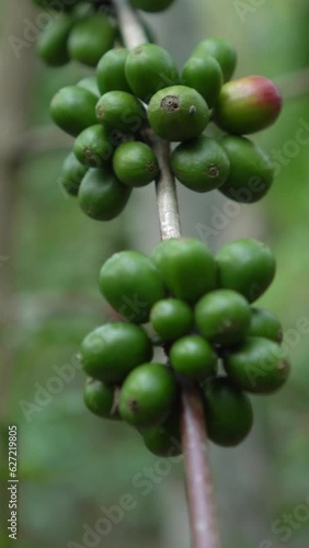 CS - Vertcal Video of Coffee tree with green cherry beans in the farm