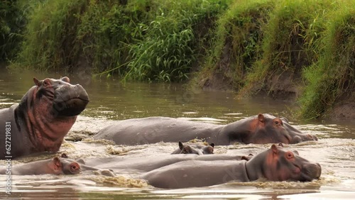 A bloat of hippos of different ages crossing the river in african savanna. Dangerous and magnificent herbivorous ungulates swimming fast during migration showing big teeth to camera. photo