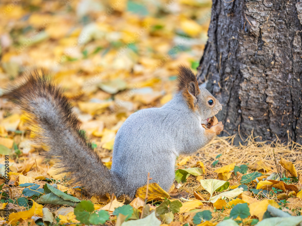 Autumn squirrel with nut sits on green grass with fallen yellow leaves Autumn squirrel with nut sits on green grass with fallen yellow leaves
