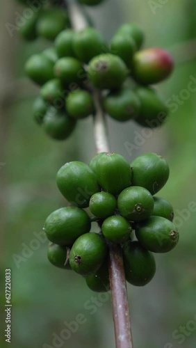 CS - Vertcal Video of Coffee tree with green cherry beans in the farm