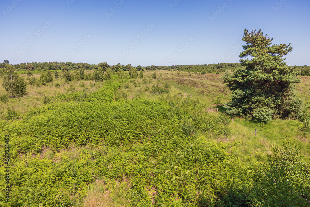 Typical peat landscape with chipped peat layers in the Grote Peel, a national park on the border between Limburg and North-Brabant in the Netherlands