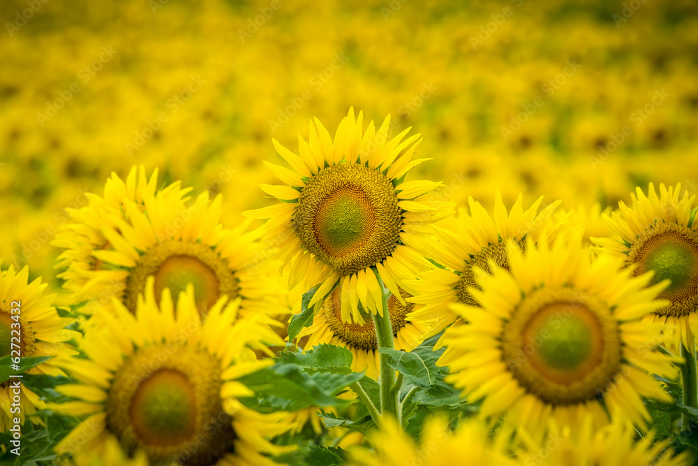 Naklejka premium A lone sunflower stands out in a field of yellow sunflowers growing in the Dordogne region of France