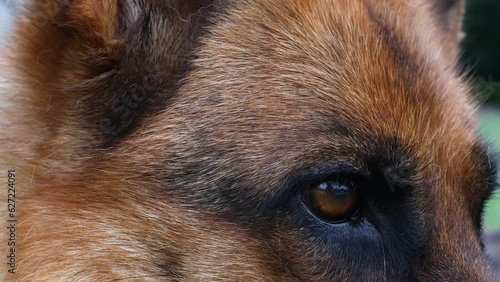 Cinematic closeup shot of german shepard dogs eye photo
