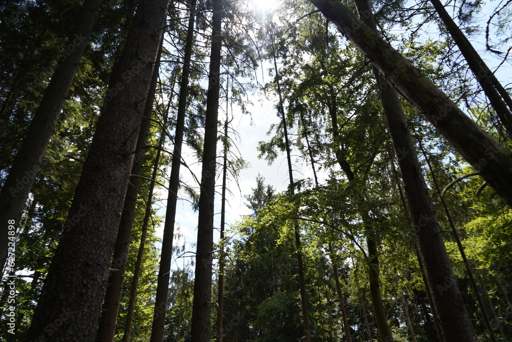 Fototapeta premium Forest dieback due to climate change, drought and storms and deforestation