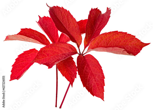 The red leaves of the Virginia creeper. Autumn red leaves.