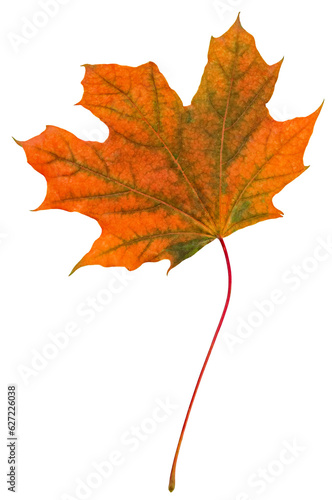 Yellow-green maple leaf. Isolated transparent, transparent background.