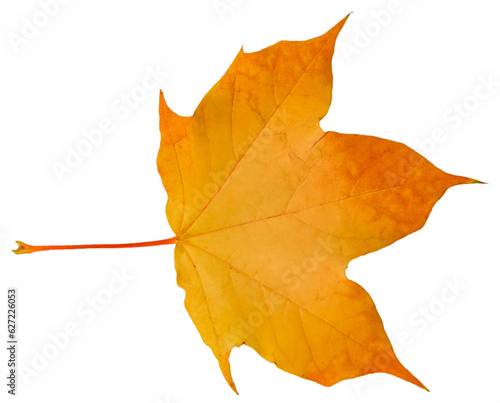 Yellow and orange fallen maple leaf isolated on a transparent background.