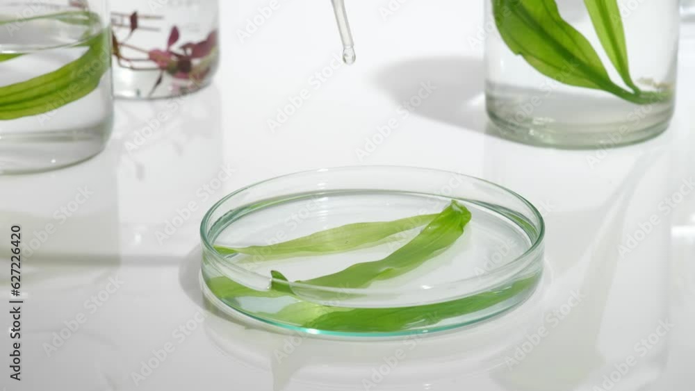 Transparent liquid is dropped into a glass petri dish containing green seaweed. White background. Seaweed is ideal for dry and aging skin types Transparent liquid is dropped into a glass petri dish containing green seaweed. White background. Seaweed is ideal for dry and aging skin types