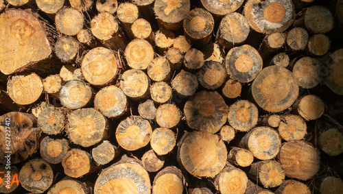 Stack of wood.  Felled wood in the forest. Wood background.