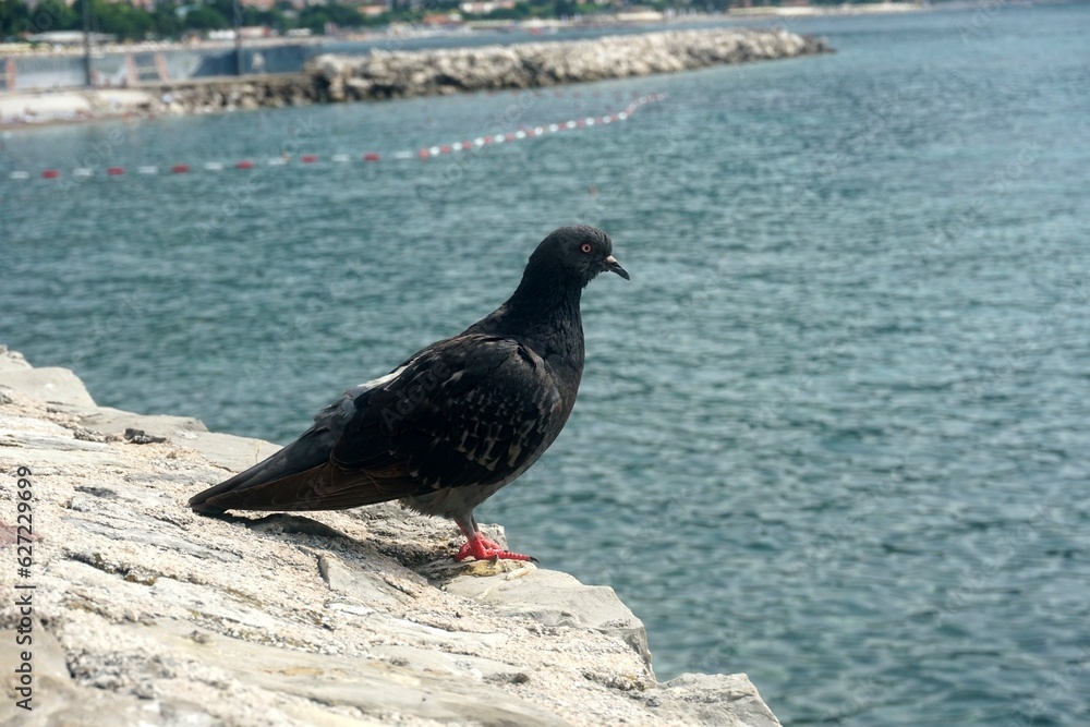 Black pigeon on the stone wall of the city, Old Budva, Montenegro