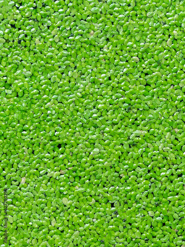 Common Duckweed on water in the pond , Pattern of water plant green backgroung textures Common Duckweed on water in the pond , Pattern of water plant green backgroung textures