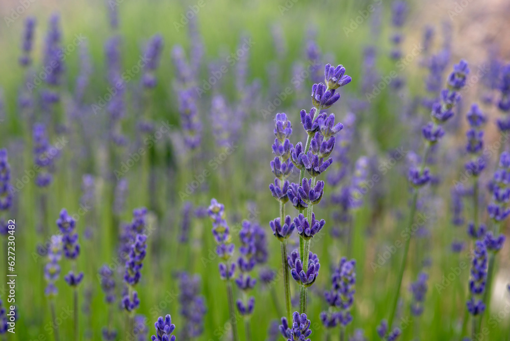 Lavender , Isparta Lavender ,. Lavender oil, Flowers, Lavender garden, Flowers Lavender , Isparta Lavender ,. Lavender oil, Flowers, Lavender garden, Flowers