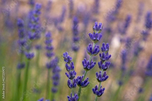 Lavender , Isparta Lavender ,. Lavender oil, Flowers, Lavender garden, Flowers