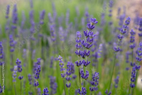 Lavender , Isparta Lavender ,. Lavender oil, Flowers, Lavender garden, Flowers © Murat