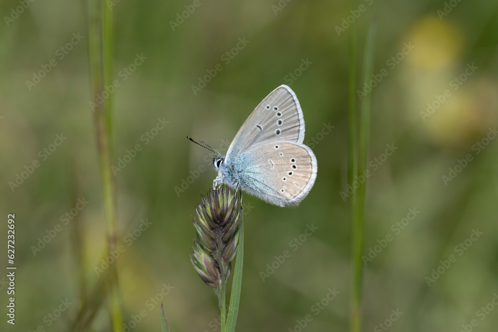 Hauhechel-Bläuling (Polyommatus icarus) Hauhechel-Bläuling (Polyommatus icarus)