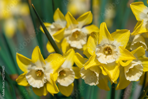 Blooming yellow daffodils in the garden.