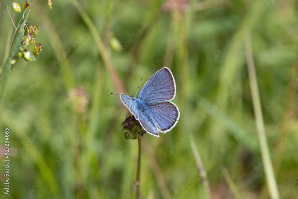 Hauhechel-Bläuling (Polyommatus icarus) Hauhechel-Bläuling (Polyommatus icarus)