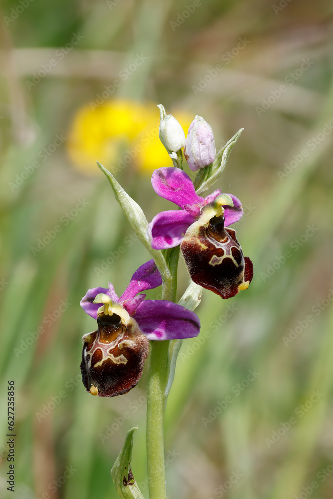 Hummel-Ragwurz (Ophrys holoserica) Hummel-Ragwurz (Ophrys holoserica)
