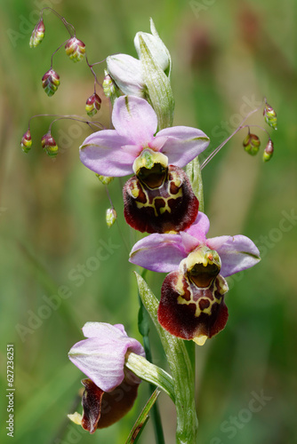 Hummel-Ragwurz (Ophrys holoserica) photo