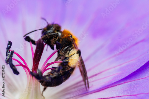 bee on a flower