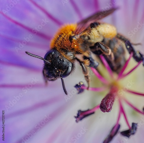 bee on flower 