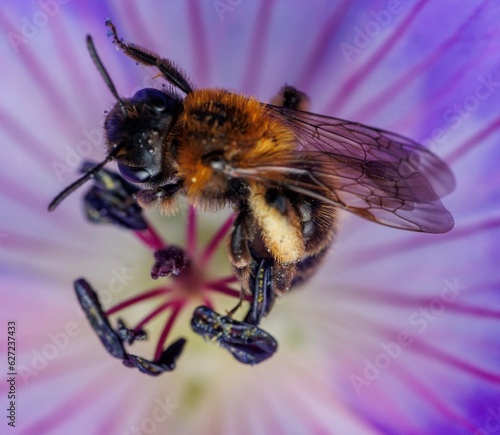 bee on a flower