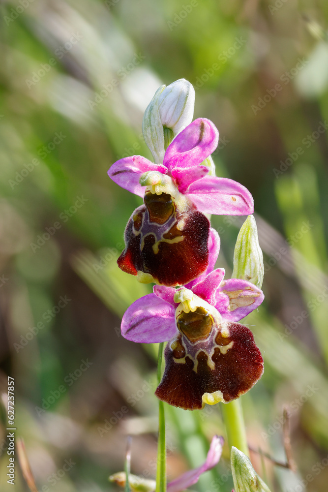 Hummel-Ragwurz (Ophrys holoserica) Hummel-Ragwurz (Ophrys holoserica)