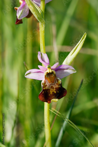 Hummel-Ragwurz (Ophrys holoserica) photo