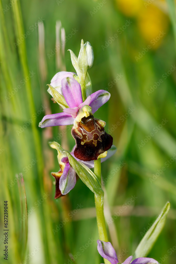 Hummel-Ragwurz (Ophrys holoserica) Hummel-Ragwurz (Ophrys holoserica)
