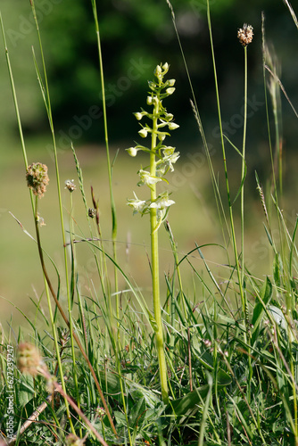 Grünliche Waldhyazinthe (Platanthera chlorantha), auch Grünlich-Waldhyazinthe oder Berg-Waldhyazinthe photo