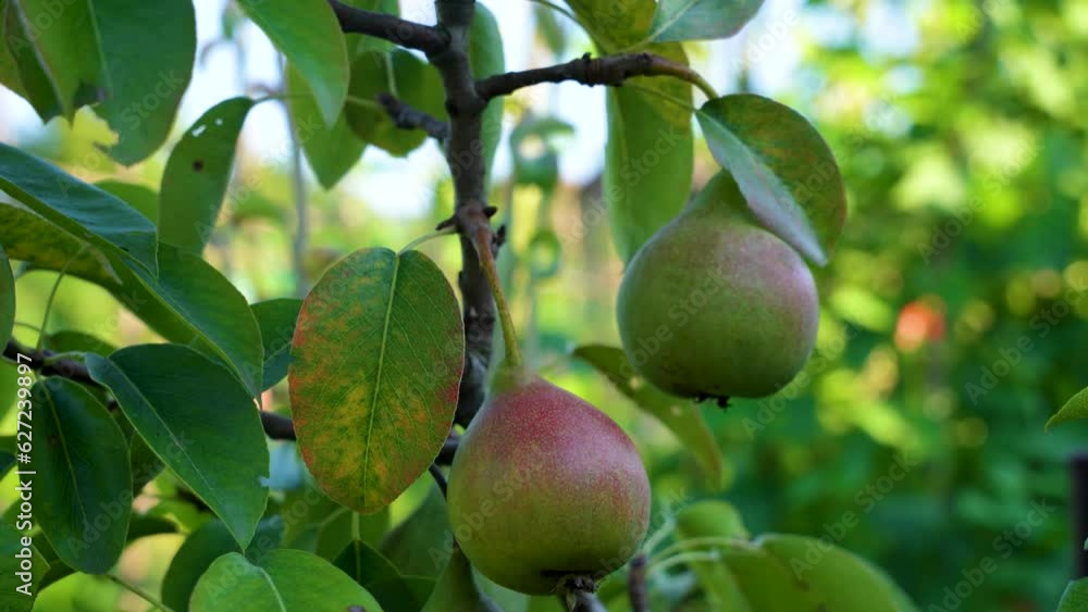 A bunch of pears on the tree. Ripe organic pear varieties in a summer garden. A bunch of pears on the tree. Ripe organic pear varieties in a summer garden.