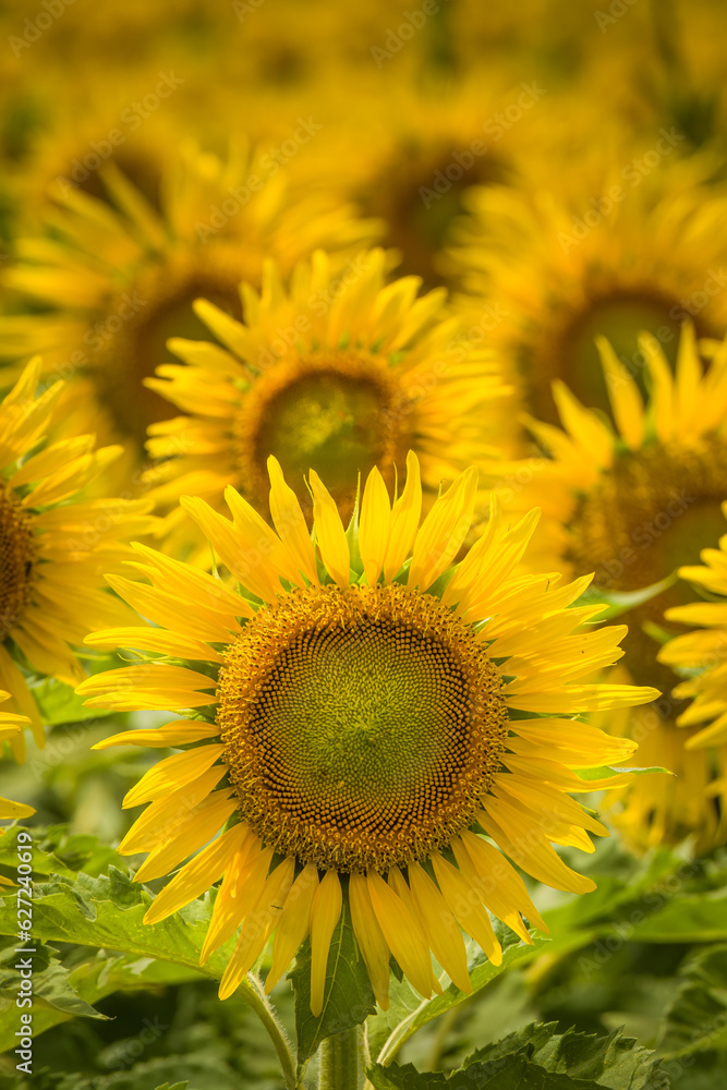 A lone sunflower stands out in a field of yellow sunflowers growing in the Dordogne region of France A lone sunflower stands out in a field of yellow sunflowers growing in the Dordogne region of France