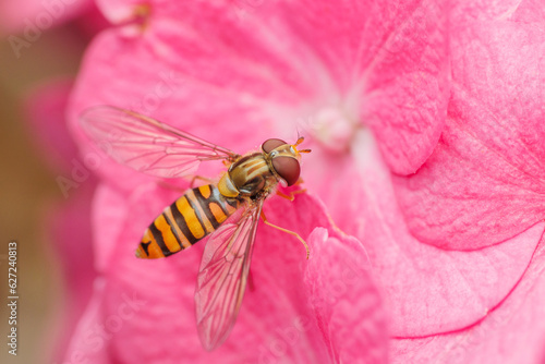 fly on pink flower