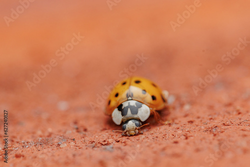 ladybird
