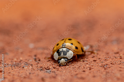 ladybug