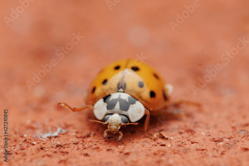 ladybug