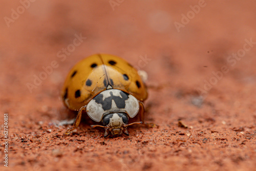 ladybird
