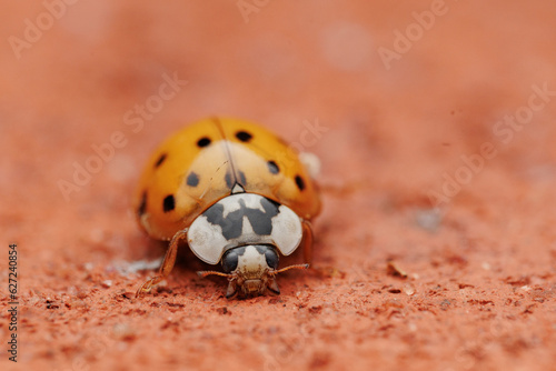 ladybug