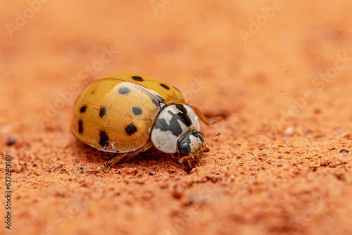 ladybird