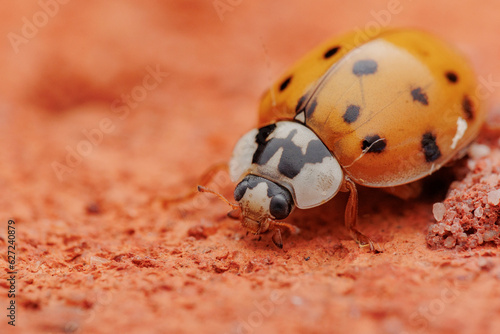 ladybug