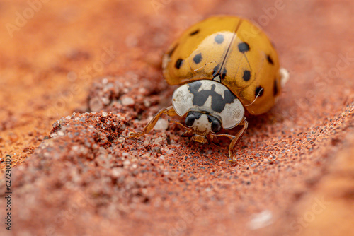 ladybird