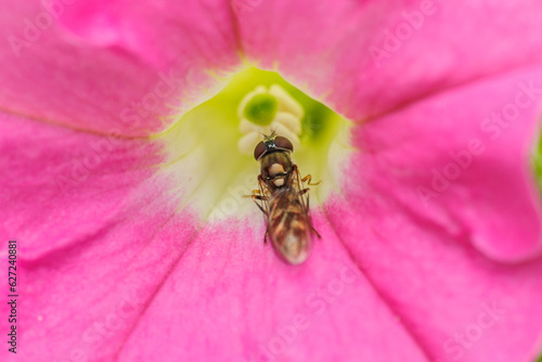 fly on flower