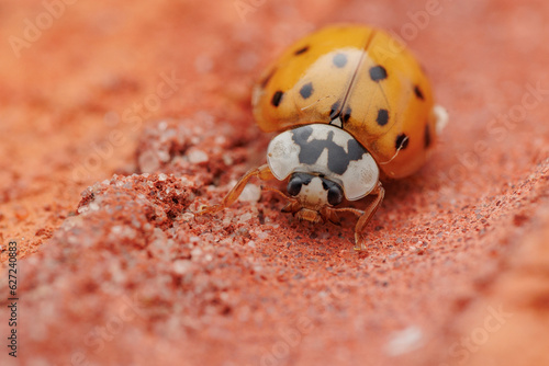 ladybug